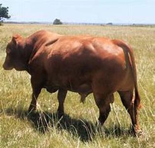 Cattle for sale and Livestock Ads Online