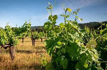 History And Development Of Mount Veeder In Napa Valley