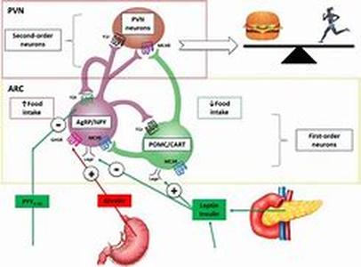 The Benefits of Multi Vitamin Supplements