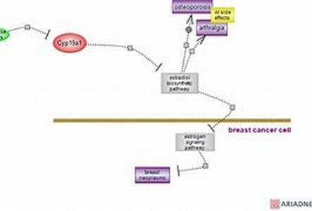 Arimidex-Liquidex  A Popular Aromatase Inhibitor