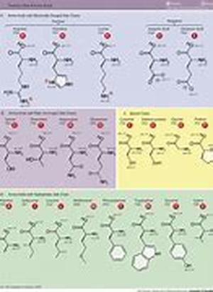 Amino Acids Are Essential To The Body; They Are The Building Blocks Of Protein