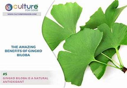 Keyword : Biloba Drug Ginkgo Interaction