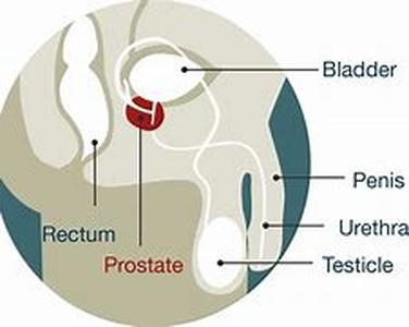 Prostate Disease and You  It is natural for men as they age to have an enlarged prostate