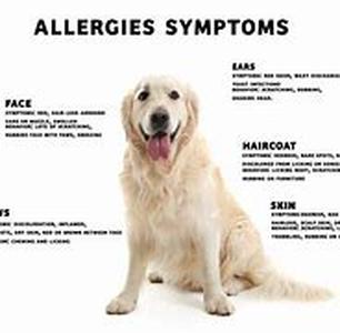 Allergies - Food Allergies