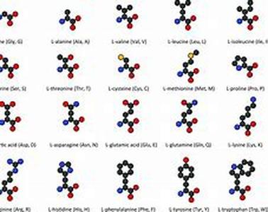 Amino Acid Supplements