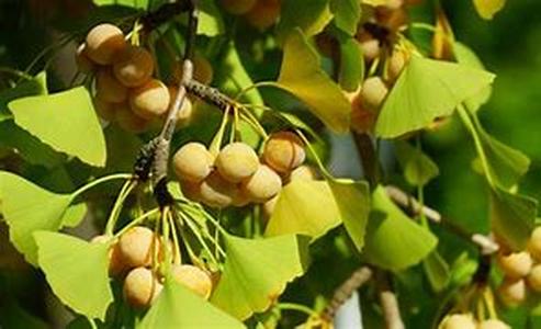 Keyword :  Ginkgo biloba Herb