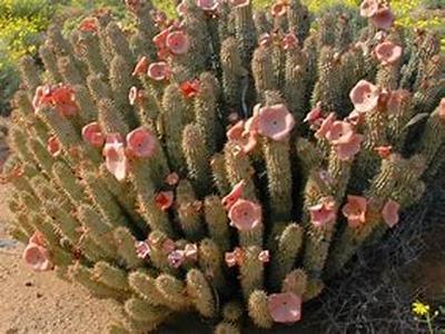 Hoodia Gordonii-The Star Cactus