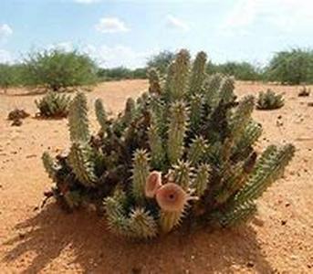 Hoodia Gordonii  Should You Take It