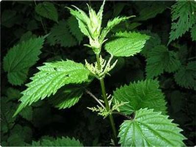 Native American herbal medicine