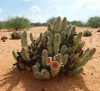 Hoodia Gordonii Is A Powerful Weight Loss Supplement