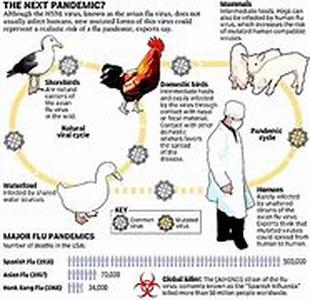 Bird Flu: A Global Outbreak, A Global Concern