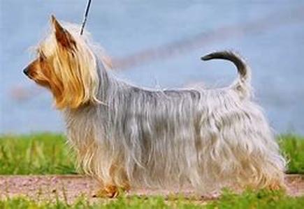 Small Dogs With Hypoallergenic Fur