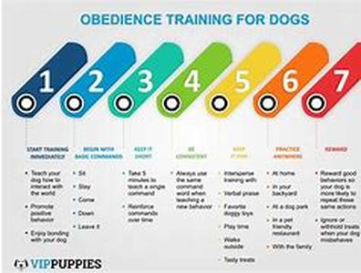 Dog Training And Obedience