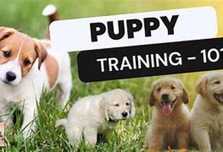 Puppy care tips