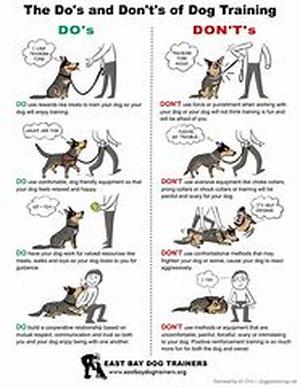 7 Tips to Naming Your Puppy