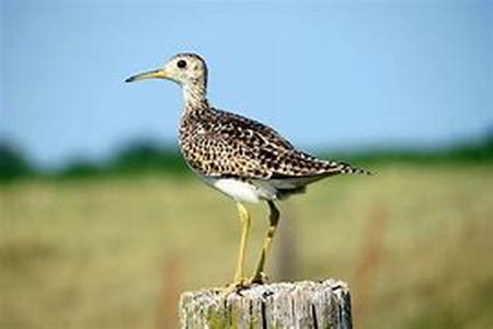 Bird Watching in Big Bend