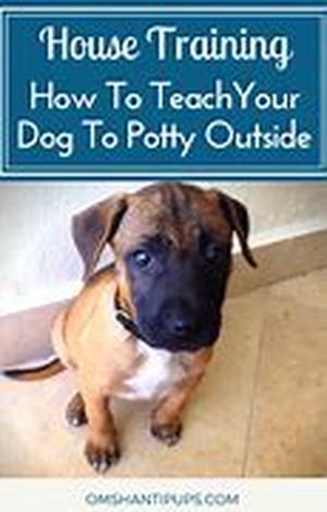 Dog Food Tips For Preventing Fussy Eaters