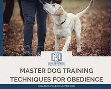 Dog Training Aids