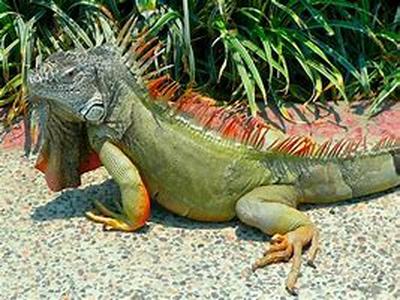 Iguana Care