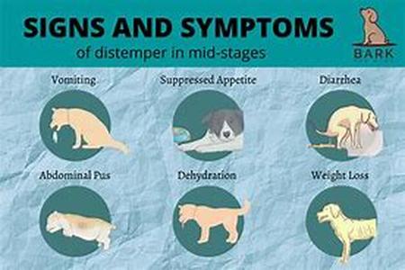 Veterinary dental treatments