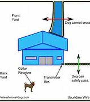 Understanding Psychology Of Dog Training: Pack Behavior  Establishing Control