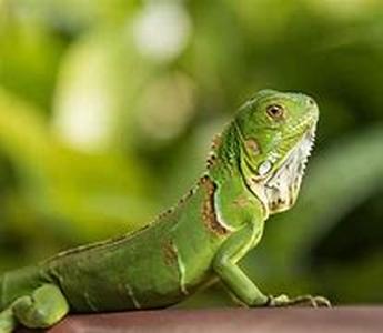 Iguana Pets