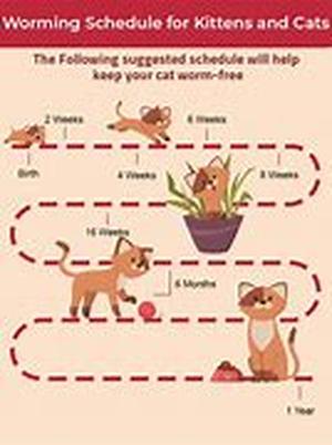 Cold and your Cats Health