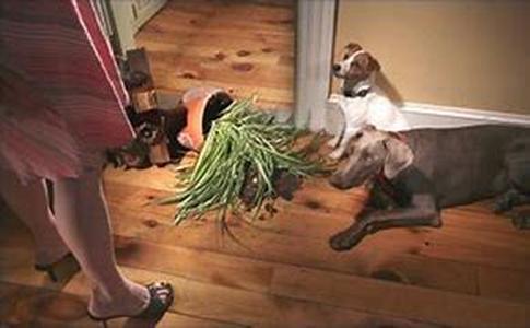 Learn The Methods Of How Your Puppy Can Socialize Around