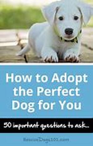 Adopting A Dog  Spotting Dog Personalities