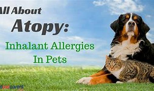 Identifying  Controlling Your Dogs Allergies