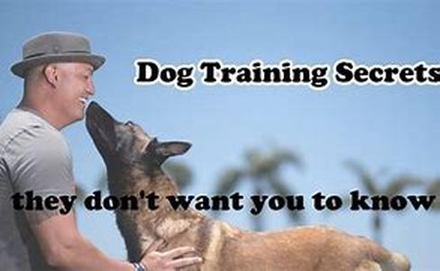 Dog Training Obedience  Easy To Understand Methods