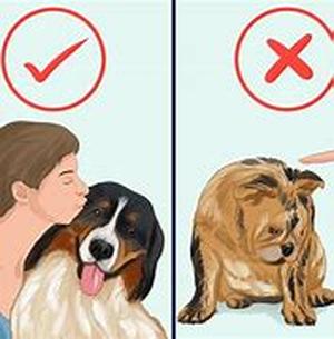 Choosing a Dog - Things Everyone Should Look For