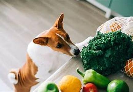 Useful Steps On Deceiving Your Pets To Take Pet Meds