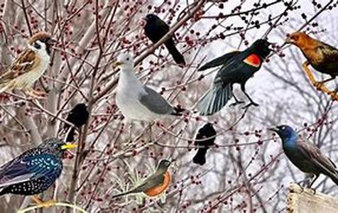 Bird Watching in Rome, Georgia