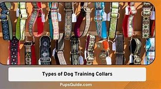 Dog Training Advise