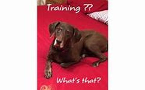 Dog Training - Initial Training