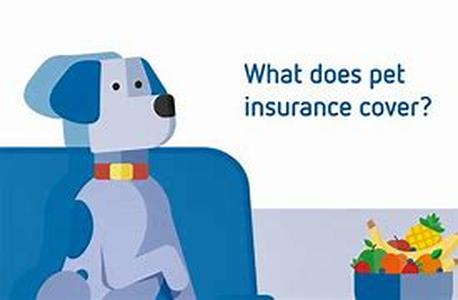 Pet Insurance For Pampered Pets