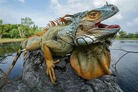 Iguana Nests