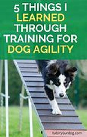 Dog Training Part I