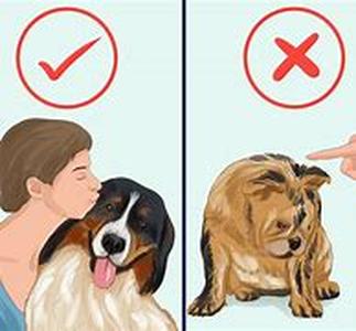 Dog Behavior Problems: Help