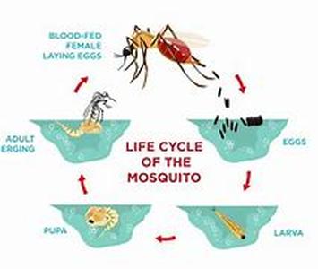 Mosquito Emerger Pattern  When fishing is the name of the game, it is unmistakably one of the most rewarding recreational activities to be done