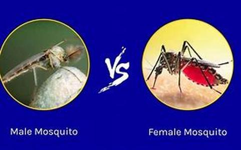 Key Words: mosquito larva