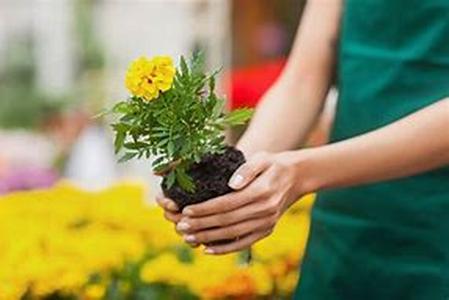 Planting Bare Root Roses