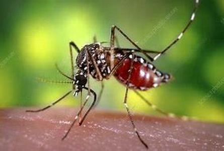 Mosquito Borne Disease  Difficult as it may to understand but a mosquito borne disease can actually take away your very precious life