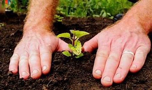 Transform Your Backyard Into A Taco Garden As A Fun Family Activity