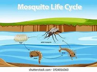 Mosquito Coast