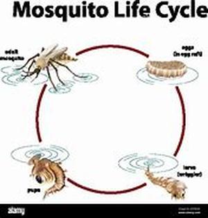 Mosquito Coil  Looking for an item to be placed in the outdoors that both have aesthetic value and repellent device