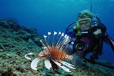 Scuba in Sanibel Island