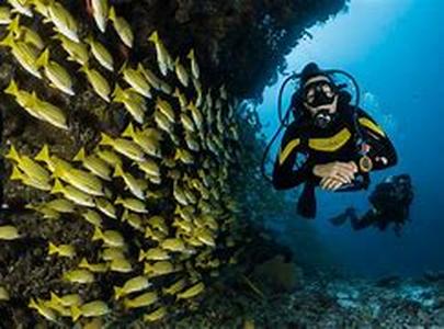 Capture the best scuba diving photos  Scuba diving will always have its moments