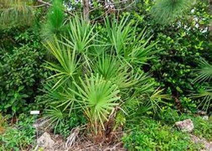 Saw Palmetto and Hair Growth Hopes  Saw palmetto in some medical studies was able to show its positive effects on hair growth